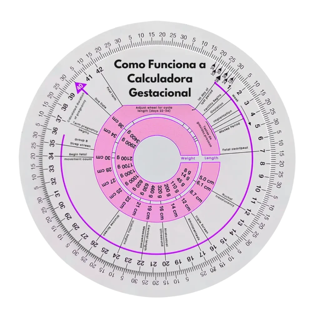 Como Funciona a Calculadora Gestacional
