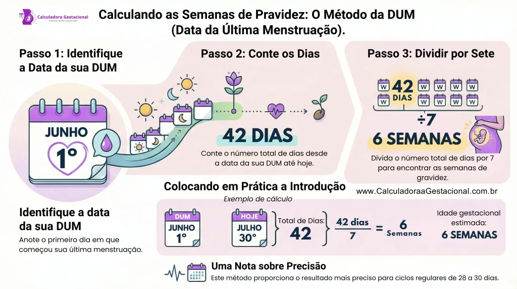 Calculando as Semanas Usando a Última Menstruação (DUM) Infográfico